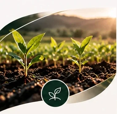 Young crops in soil