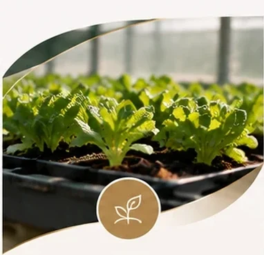 Seedlings in a greenhouse