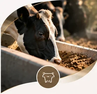Cattle at a feeding trough