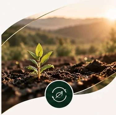 A young plant in soil at sunrise
