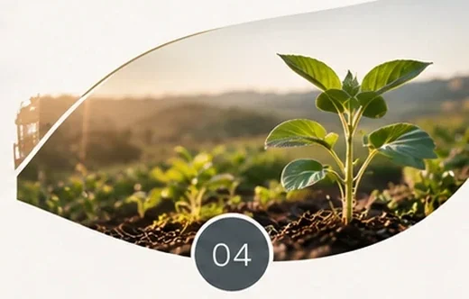 A young plant growing in a field at sunrise